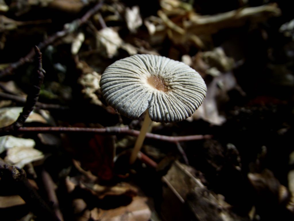 Kahlköpfiger Scheibchentintling - Blick von schräg oben. Hier sieht man zwei wichtige Merkmale zur Bestimmung bzw. Artabgrenzung. Die Hutoberfläche zeigt keine Velumreste und dieser Tintling kommt auch im Wald vor. Der Gemeine Scheibchentintling ist optisch kaum zu unterscheiden, wächst aber eher auf grasigem Gebiet; dort wo Sonne hinkommt. 
